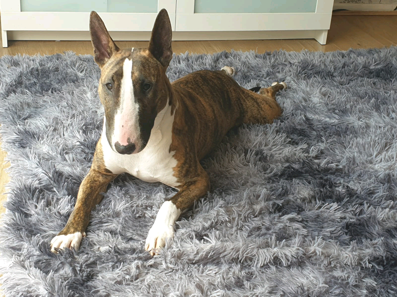 bull terrier gumtree